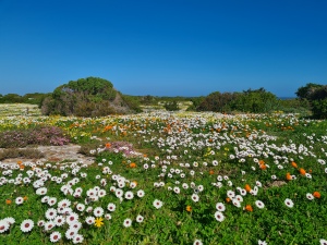 Blue sky above with daisies , orange and white flowers stretching away between bushes.